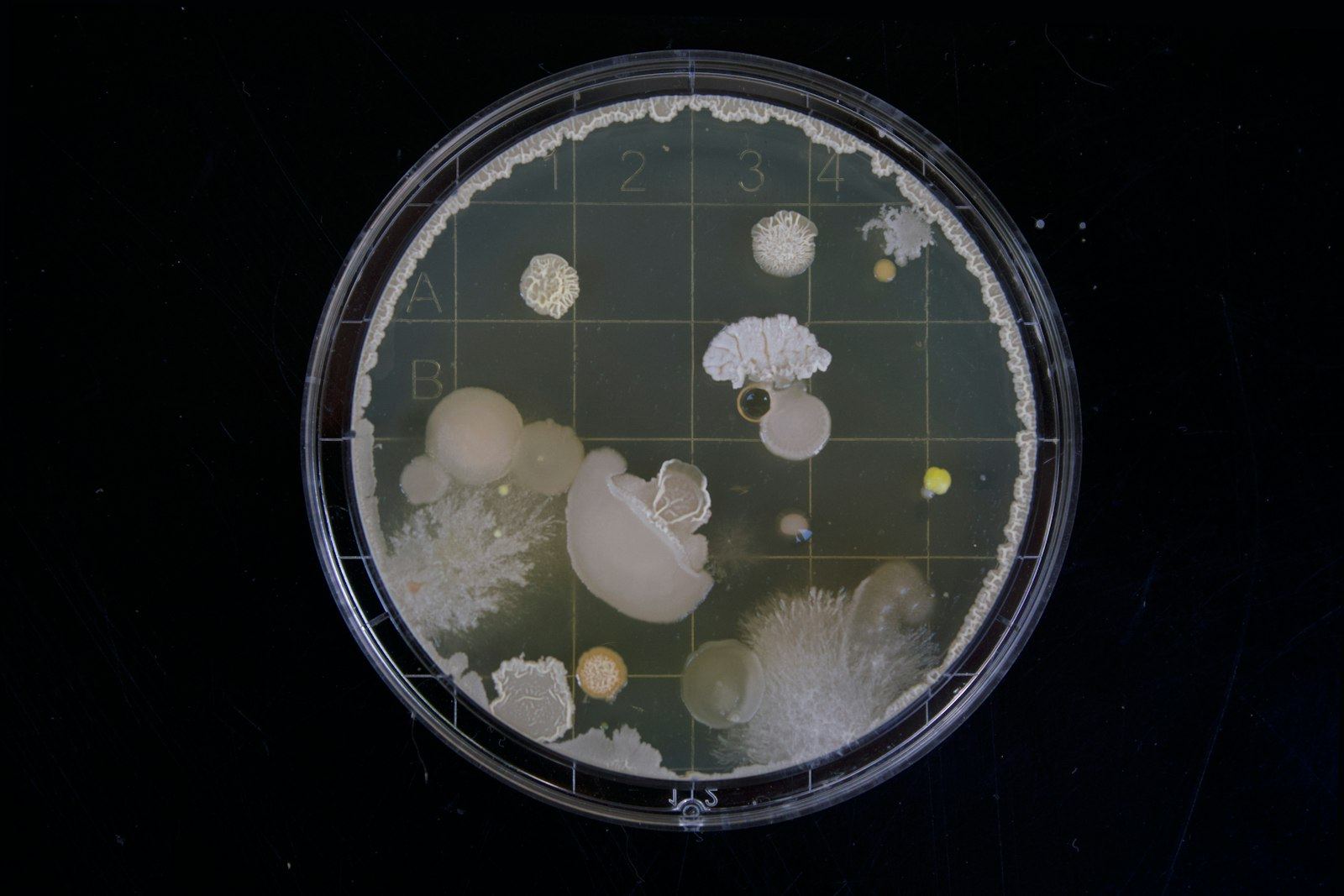 Bacterial colonies growing in a petri dish on a black background