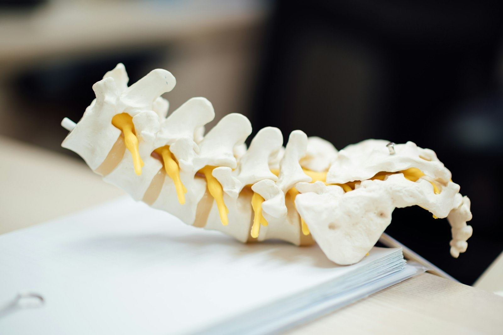 An anatomical model of the lumbar spine and sacrum